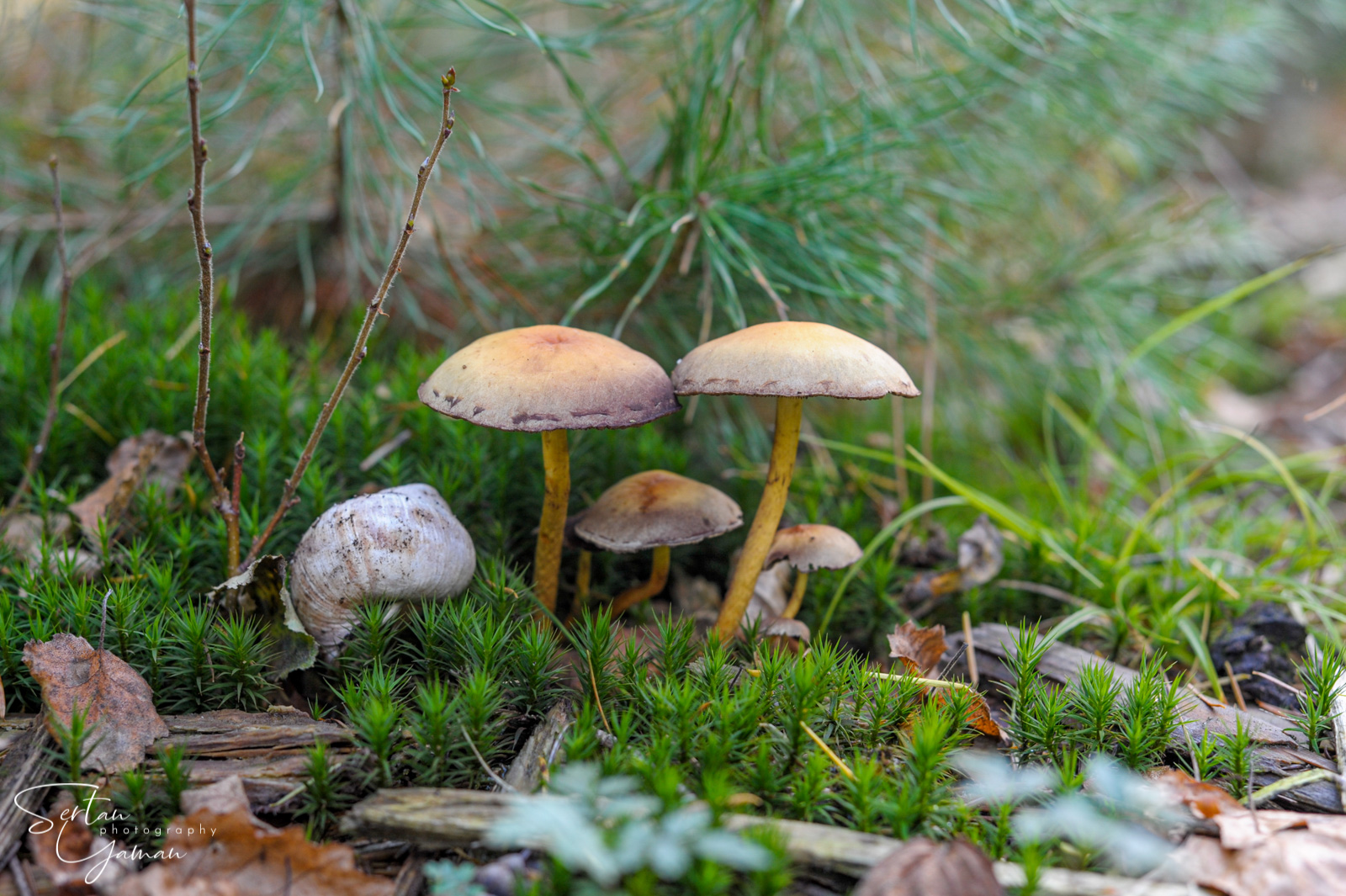 Mushrooms in Lage Vuursche