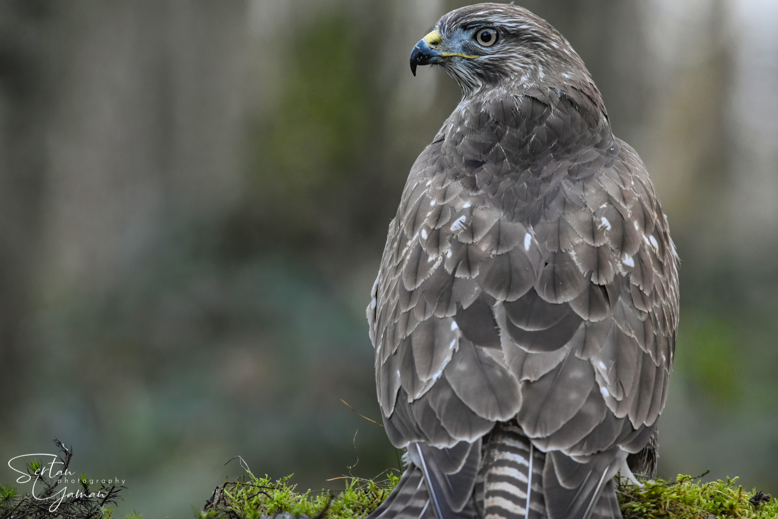 European buzzard