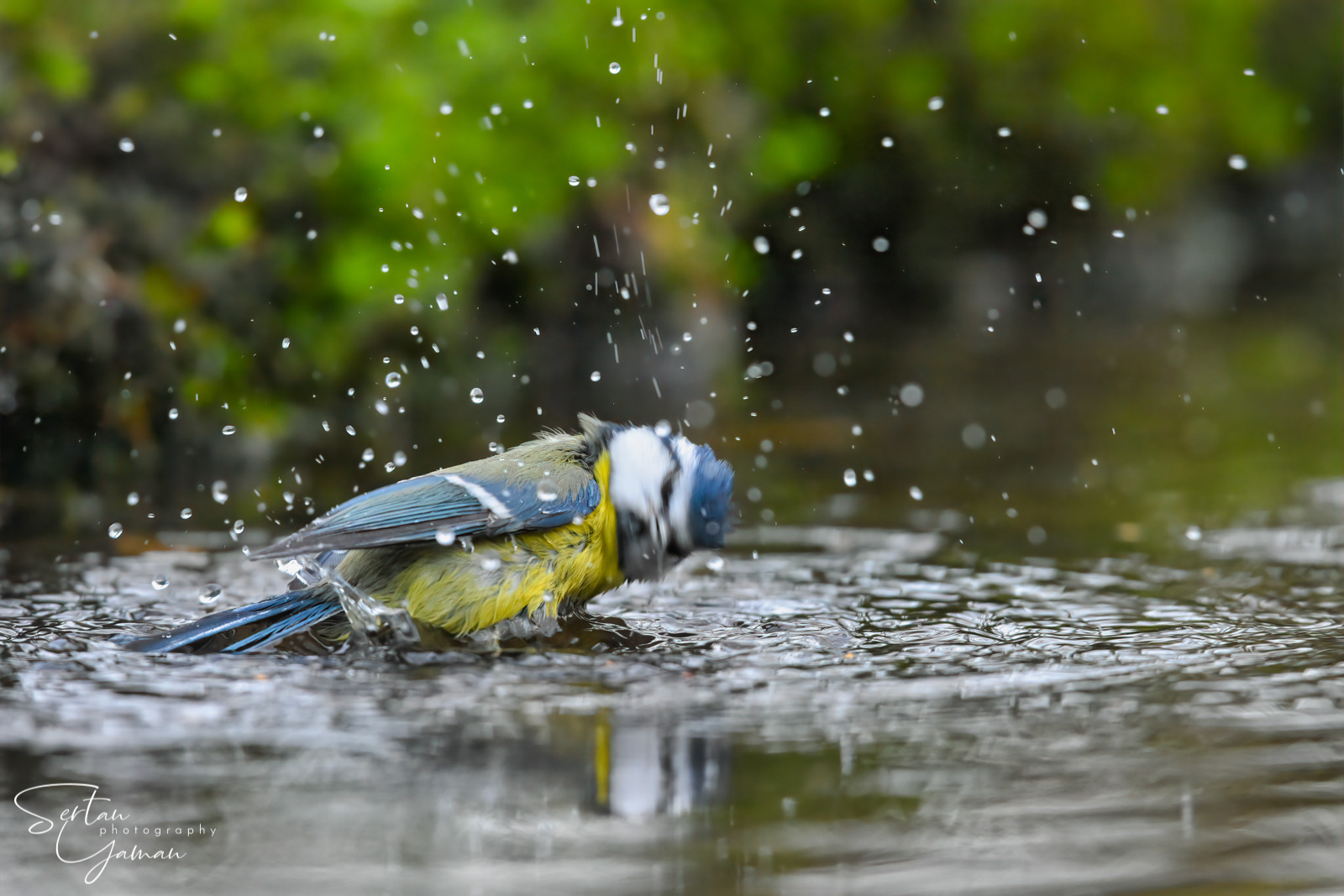 Blue tit taking a bath