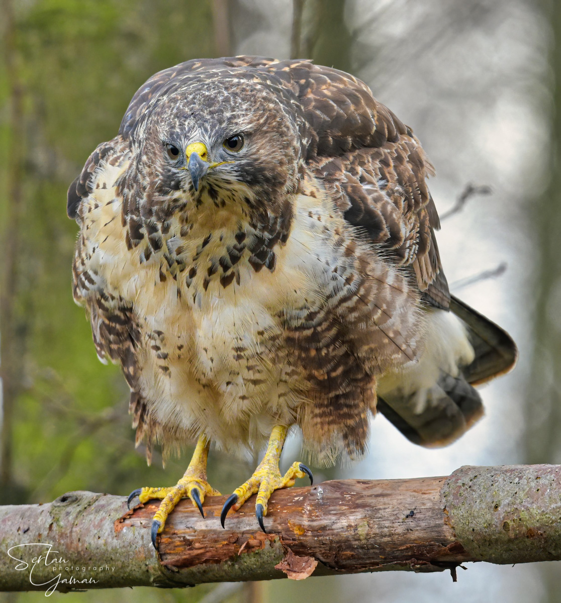 Goshawk