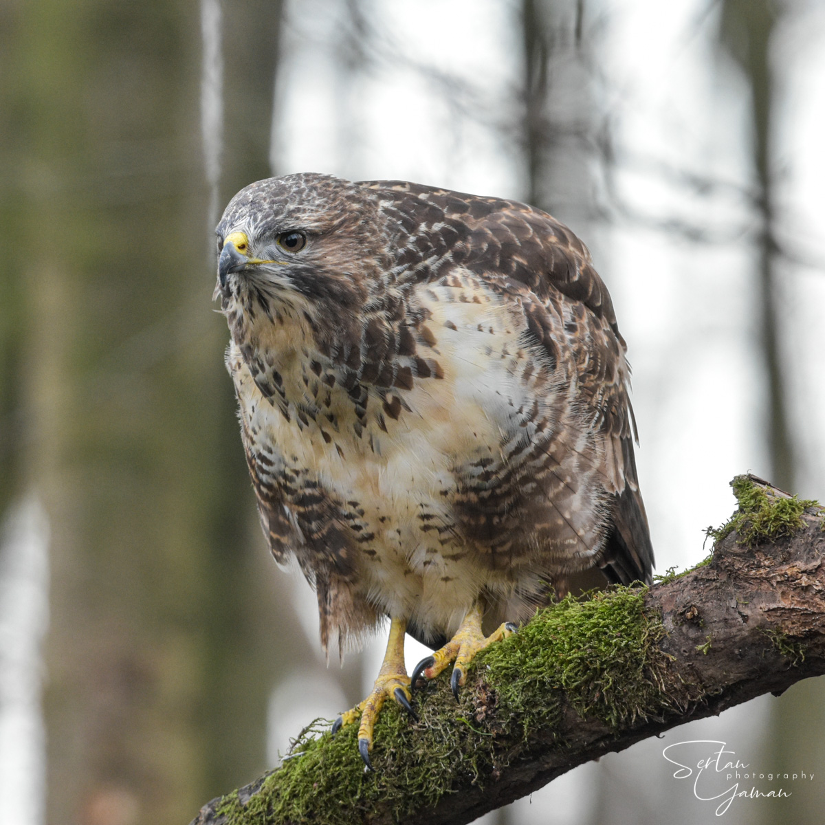 Goshawk