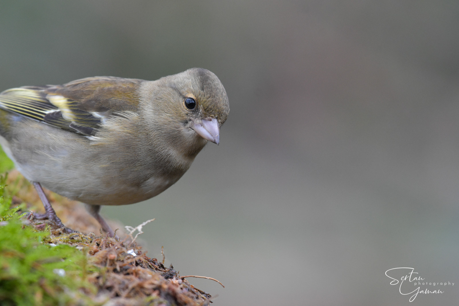 Curious finch