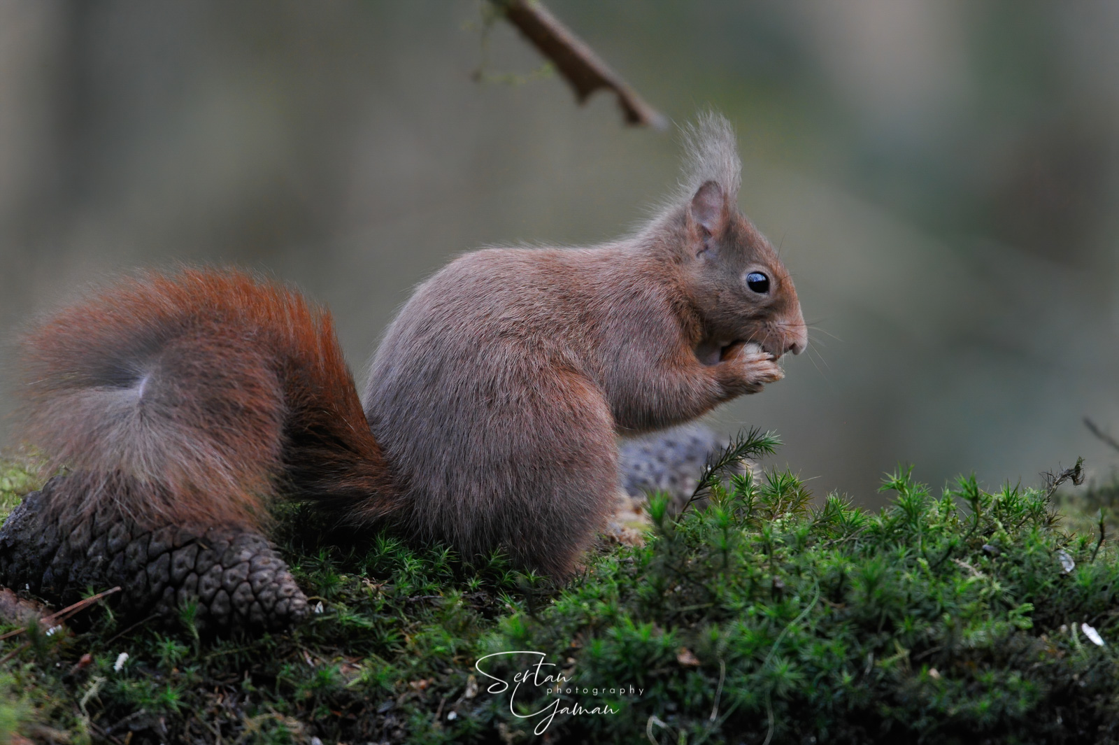 Squirrel stocking acorns