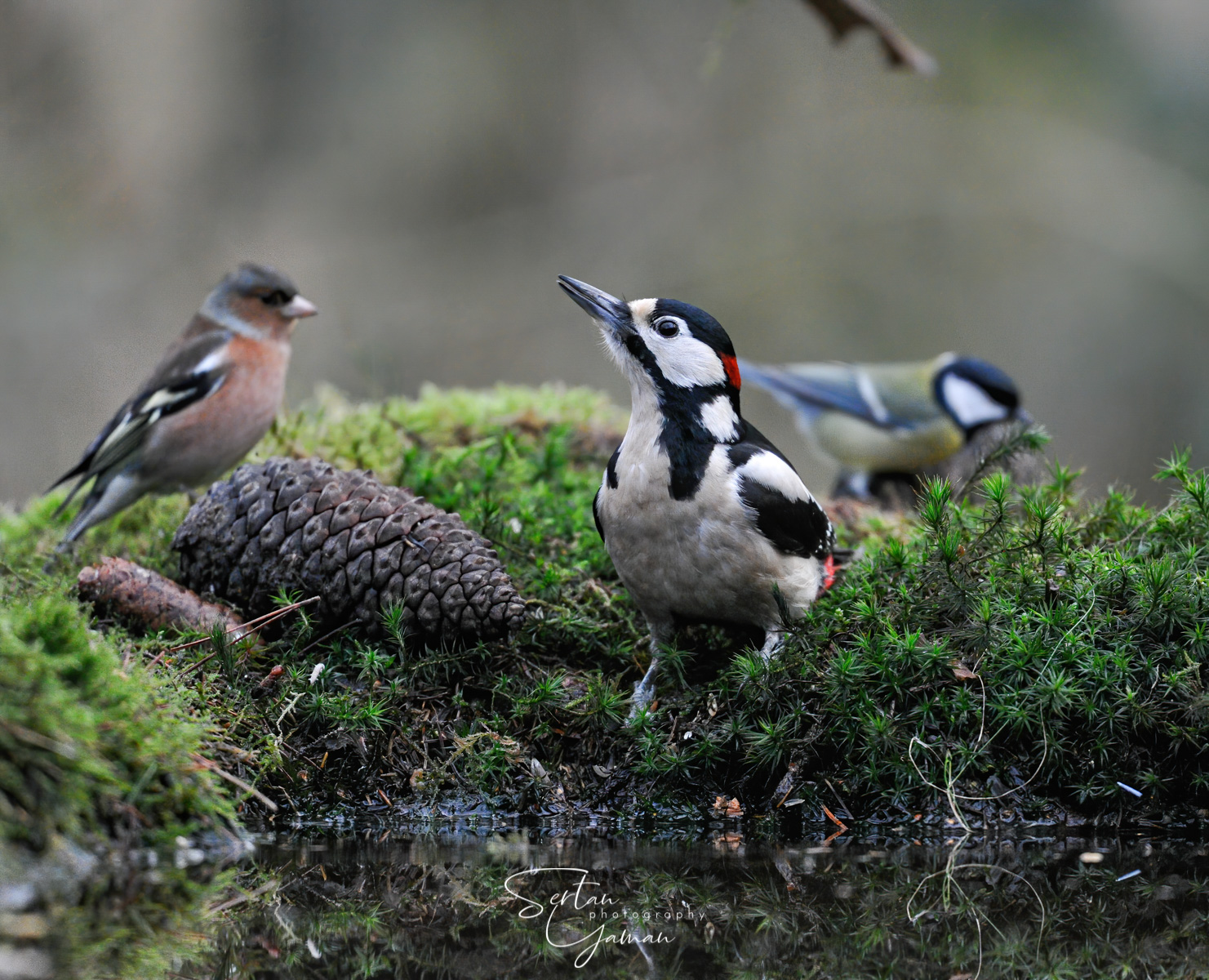 Woodpecker next to a pond