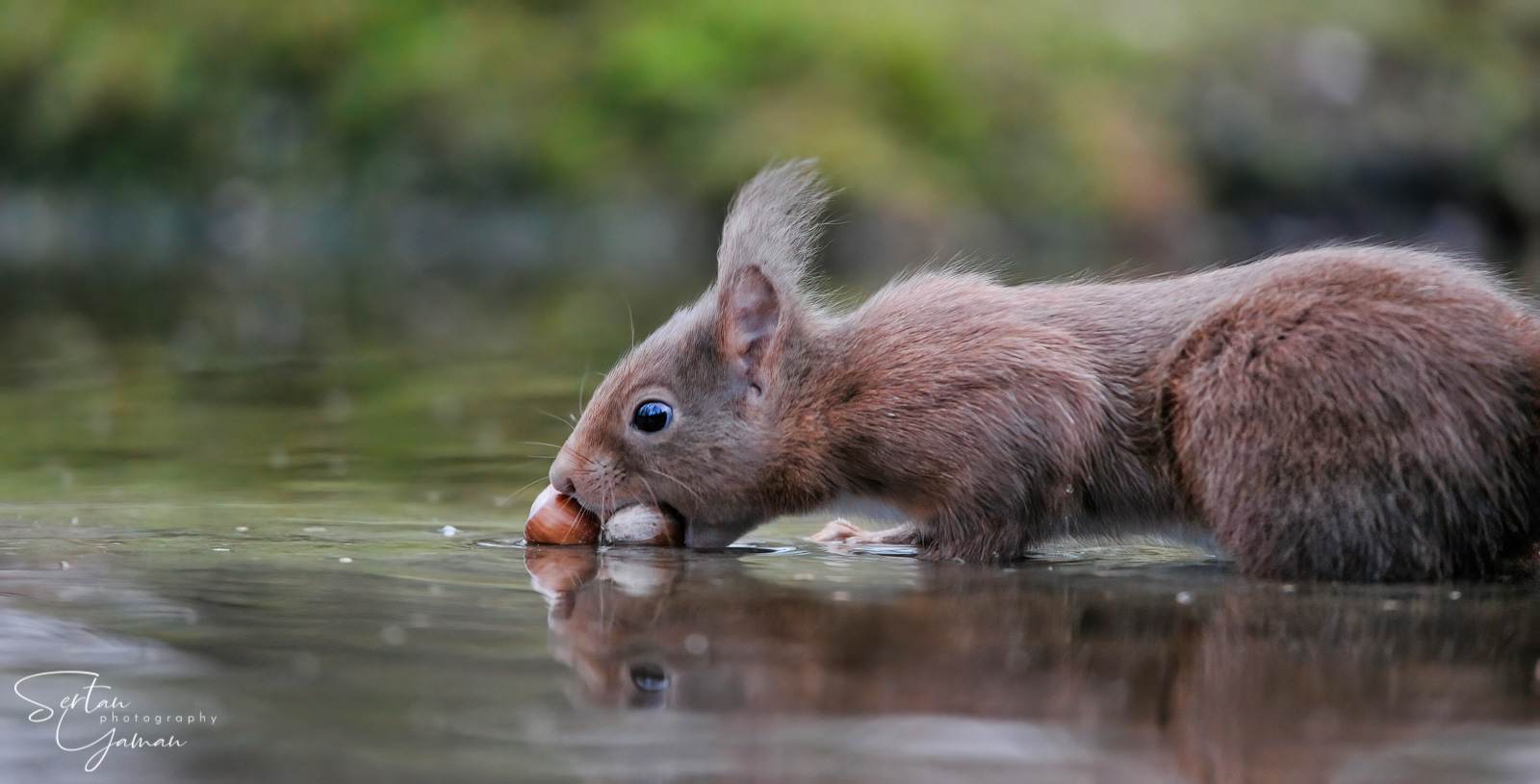 Squirrel stocking nuts