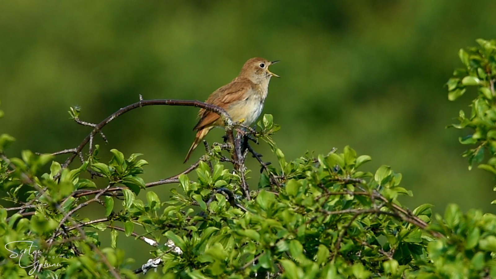 Nightingale bird singing in mating season