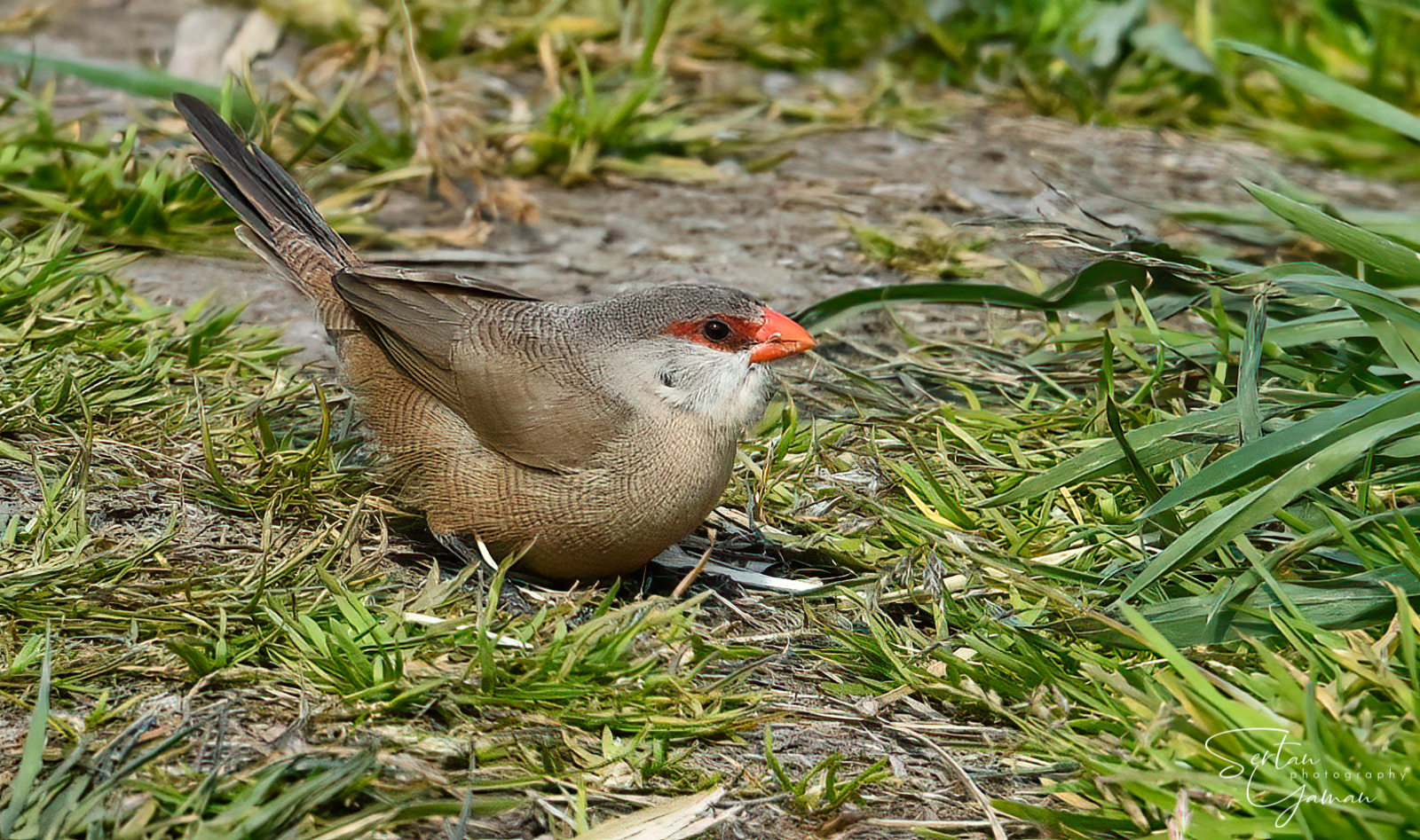 Zebra finch
