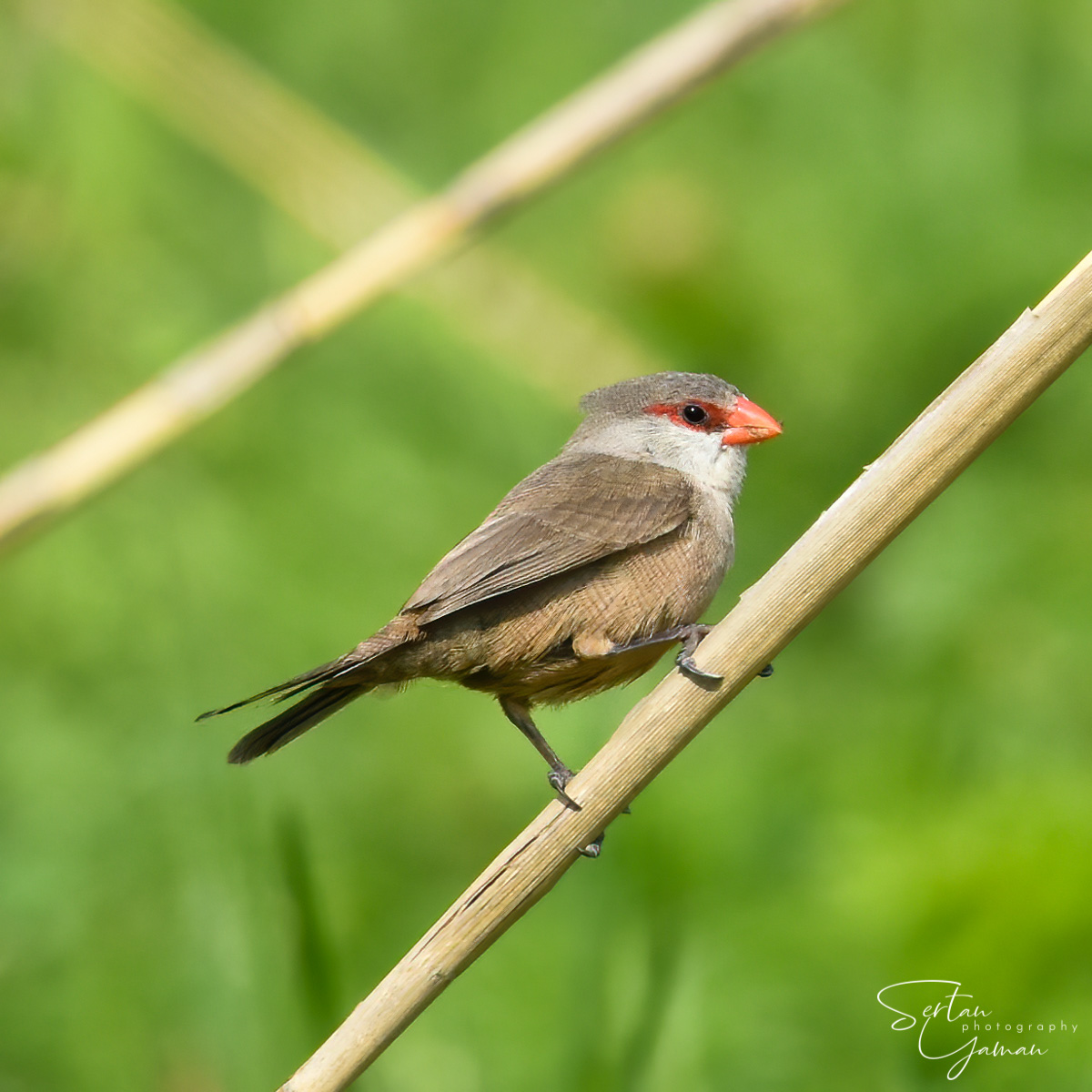 Zebra finch photography