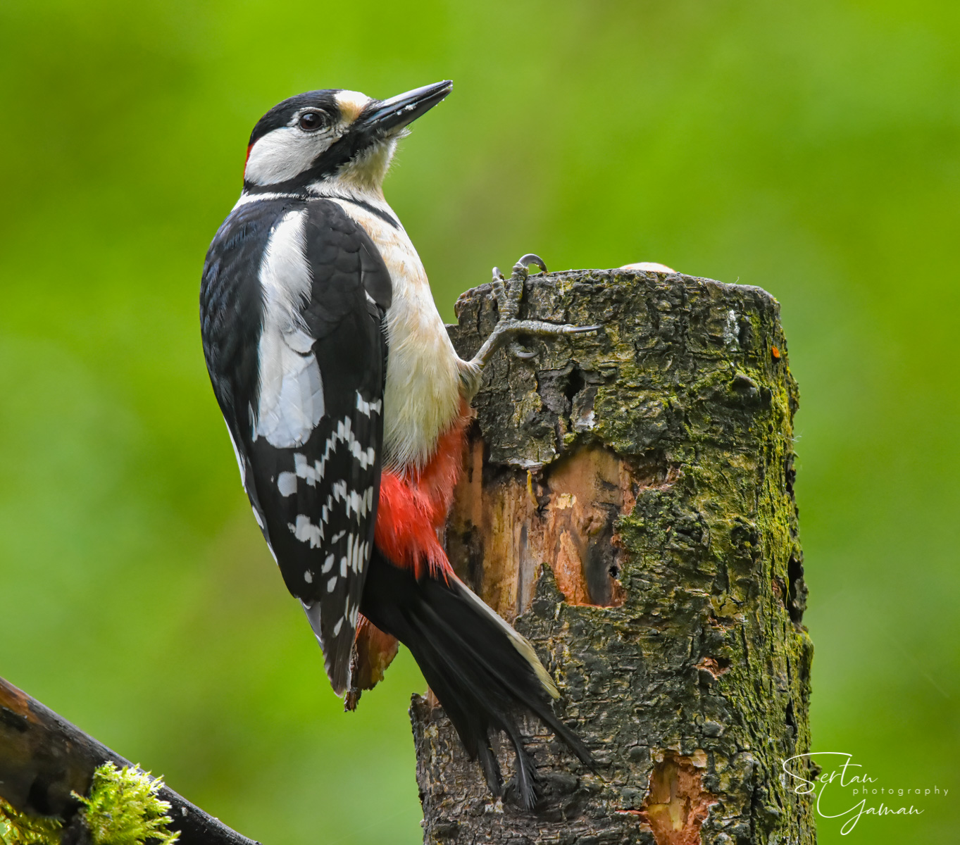 Spotted woodpecker