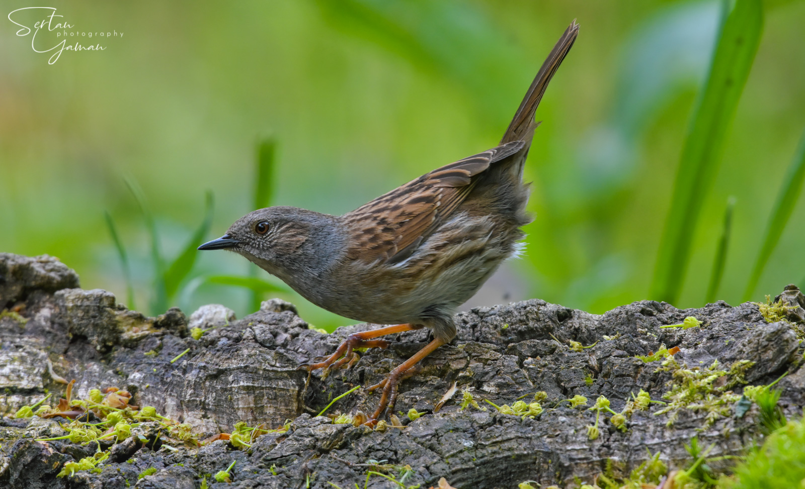 Hedge sparrow