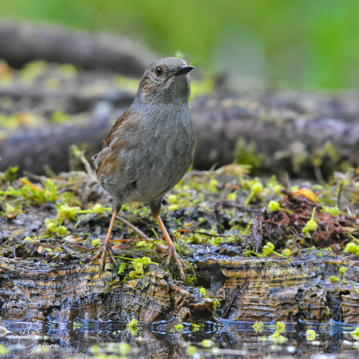 Hedge sparrow