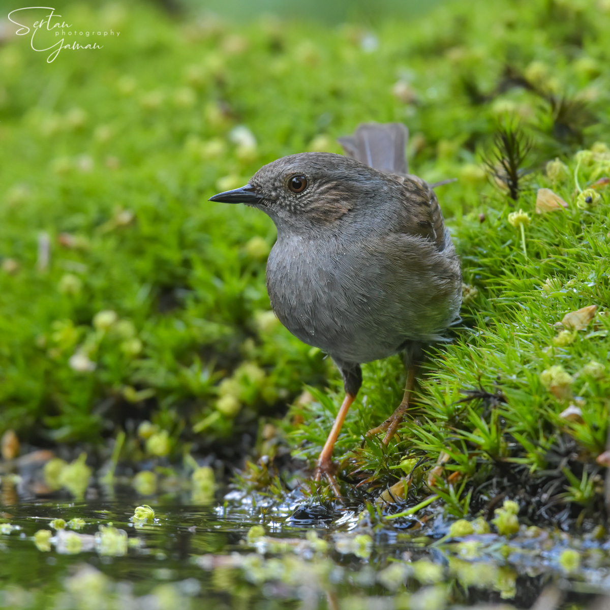 Hedge sparrow