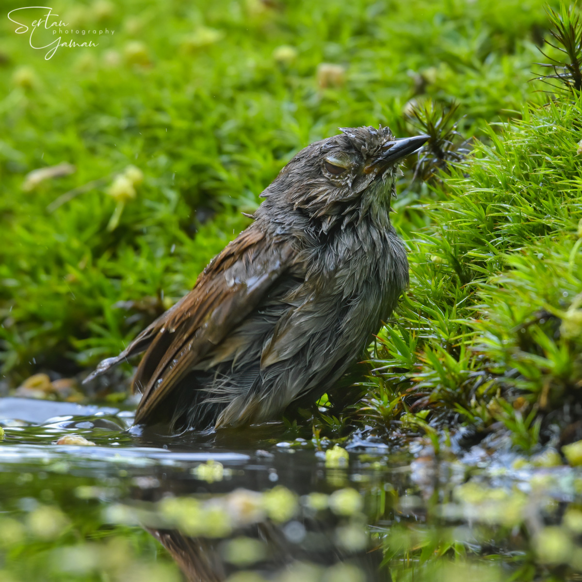Hedge sparrow in a bath