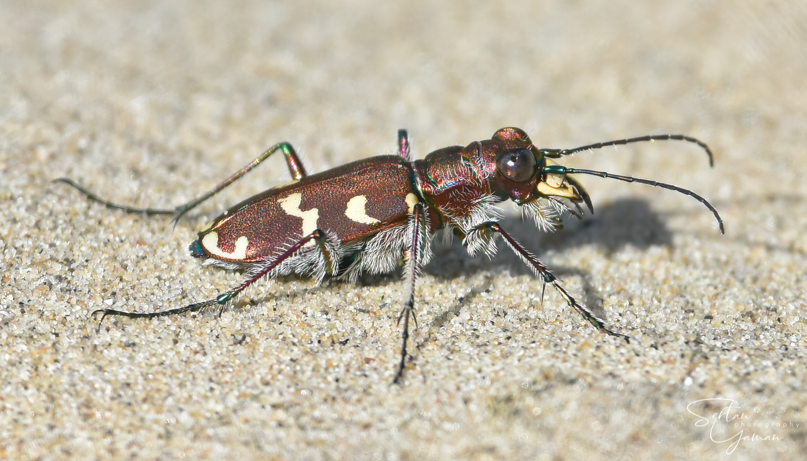 Dune tiger beetle