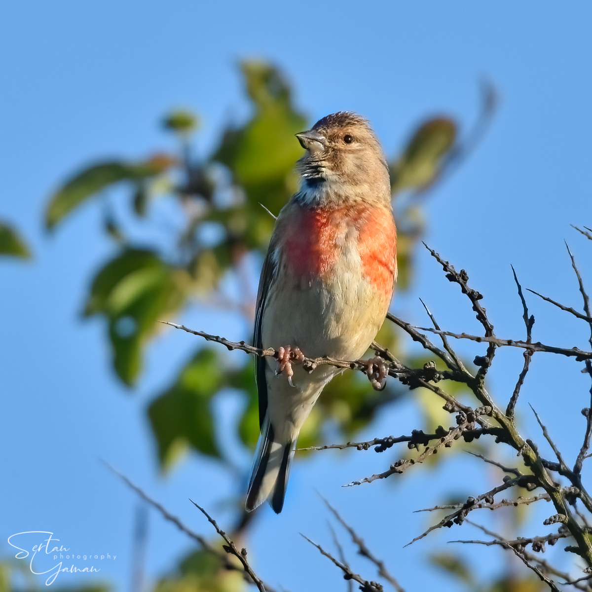 Linnet in Dutch West Coast Dunes