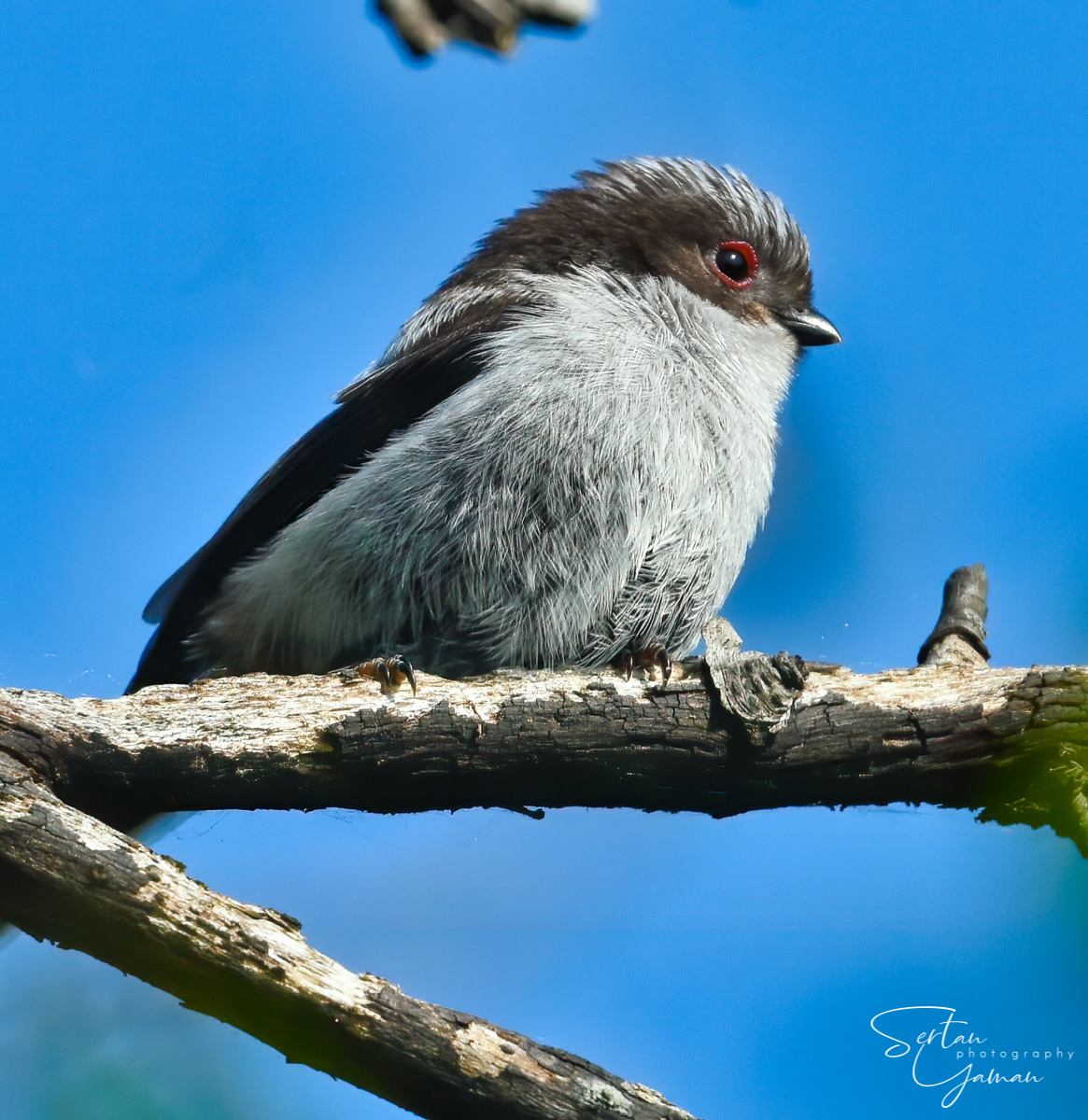 A very young white tit