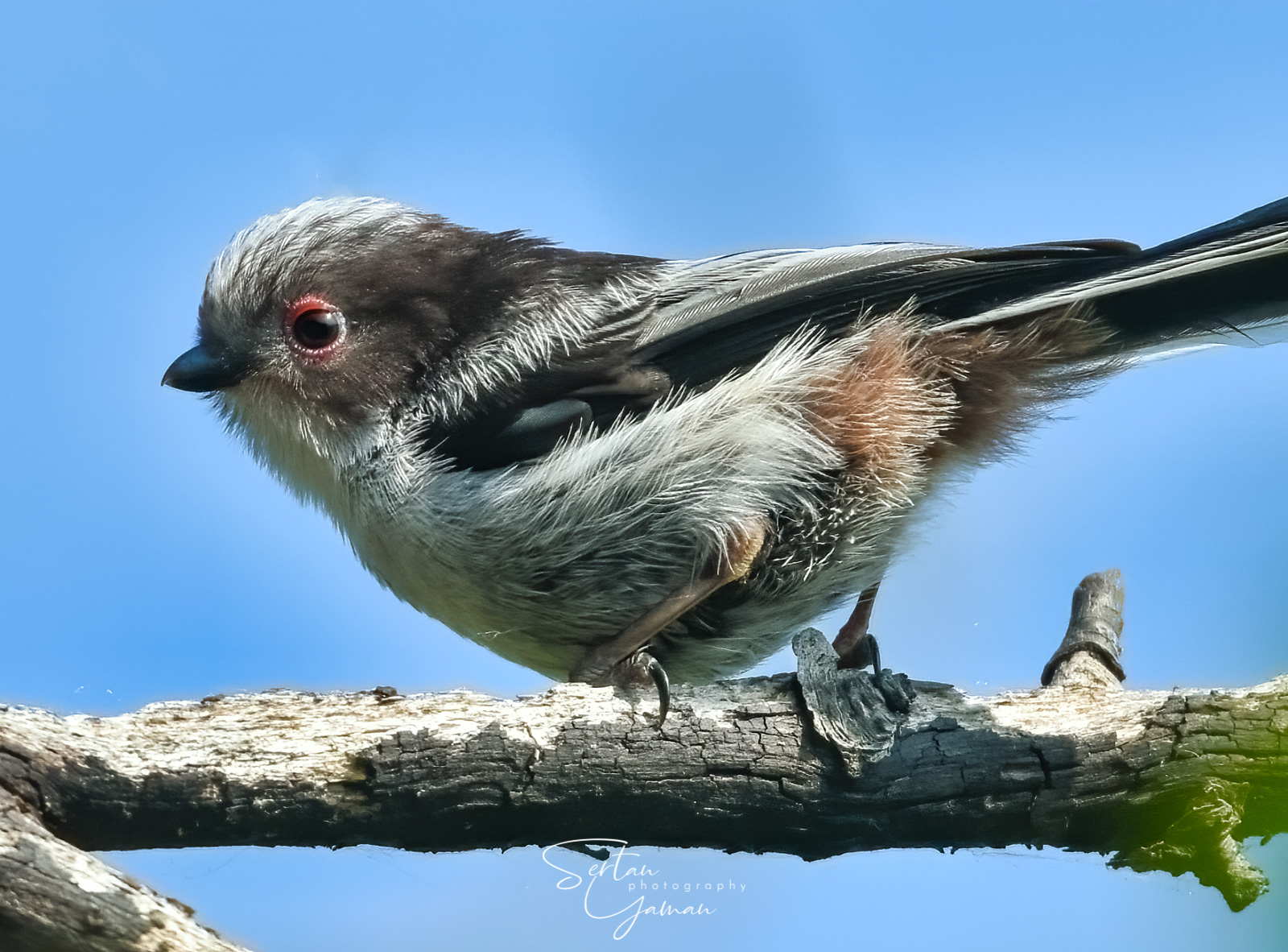 A very young white tit