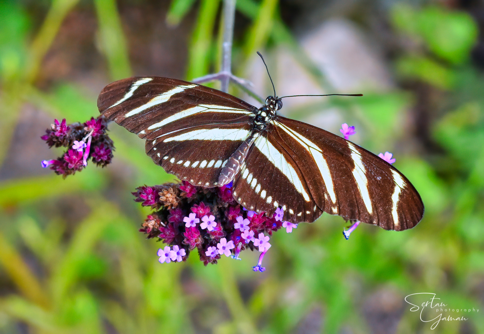 Zebra long wing