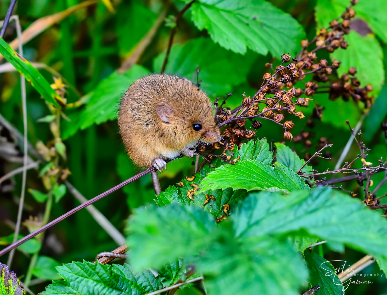 Dwarf Mouse (dwergmuis)