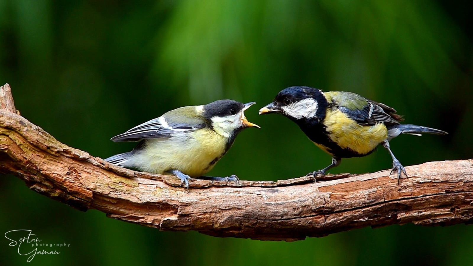Newborn great tit bird is being fed by her parents