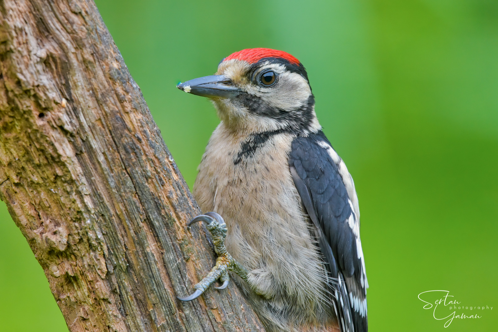Red spotted woodpecker