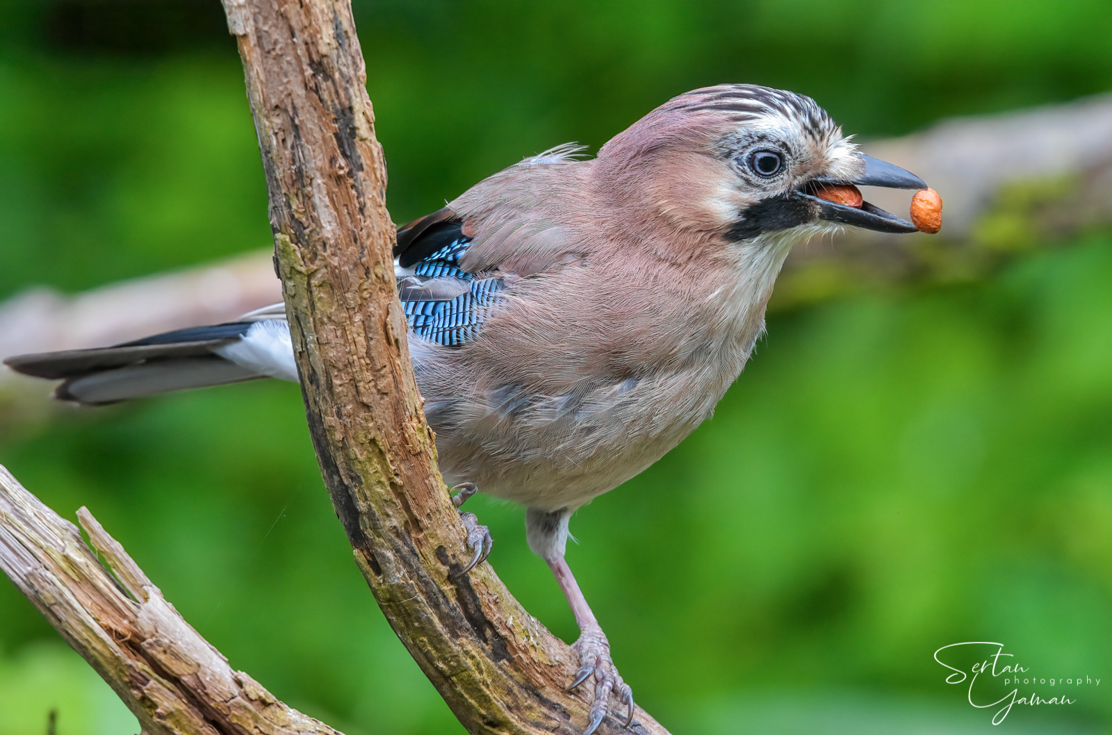 Jay bird stealing nuts