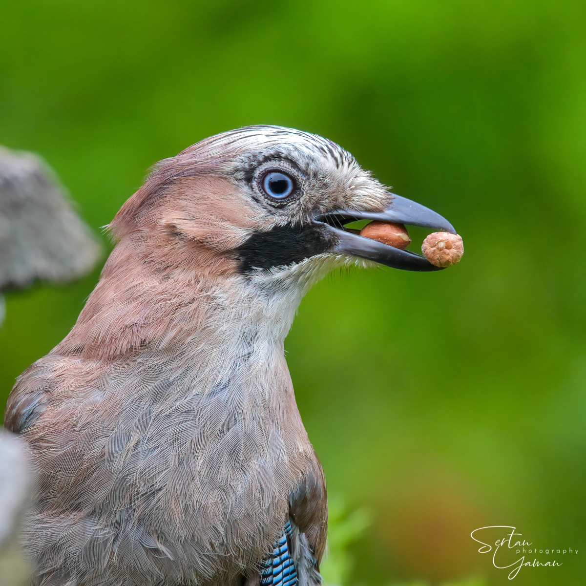 Jay bird stealing nuts