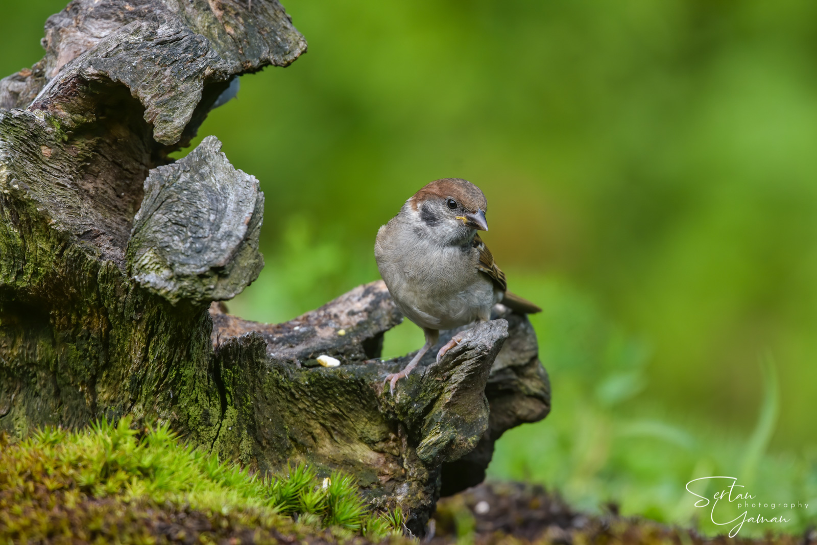 Sparrow