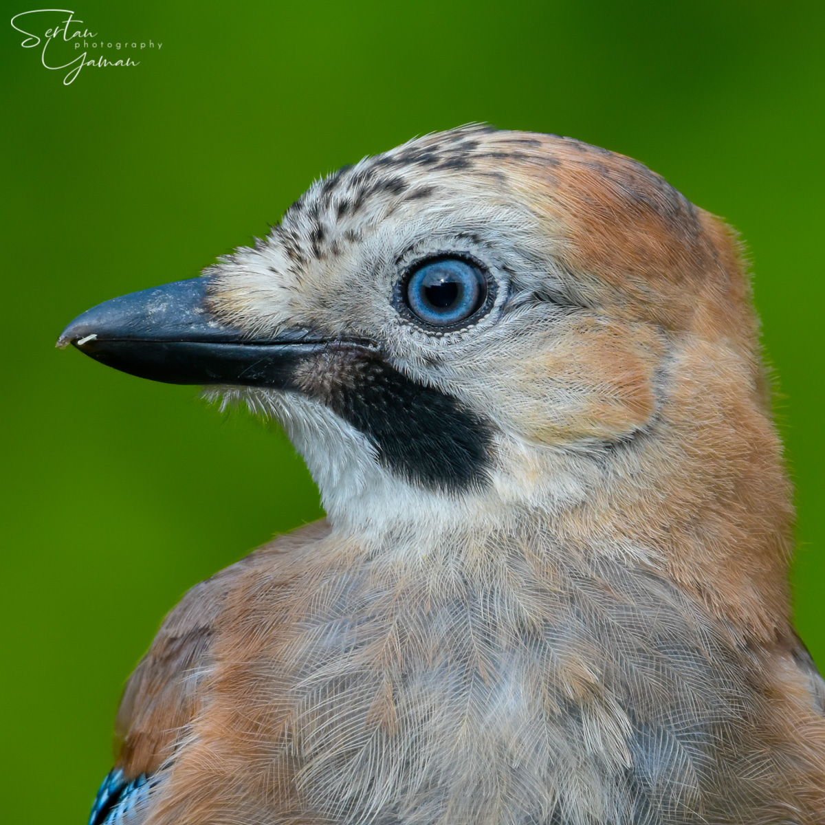 Jay bird portrait
