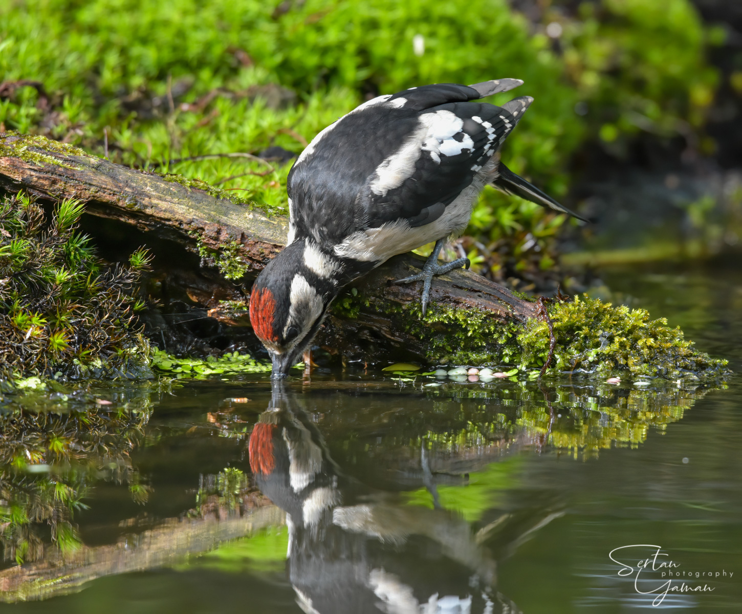 Woodpecker drinking water
