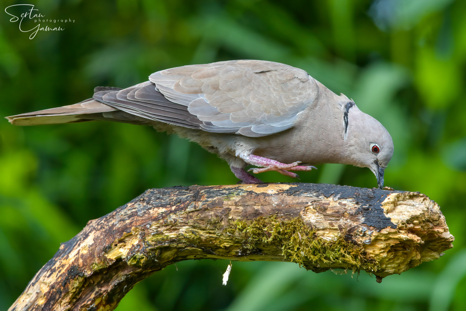 Turkish dove