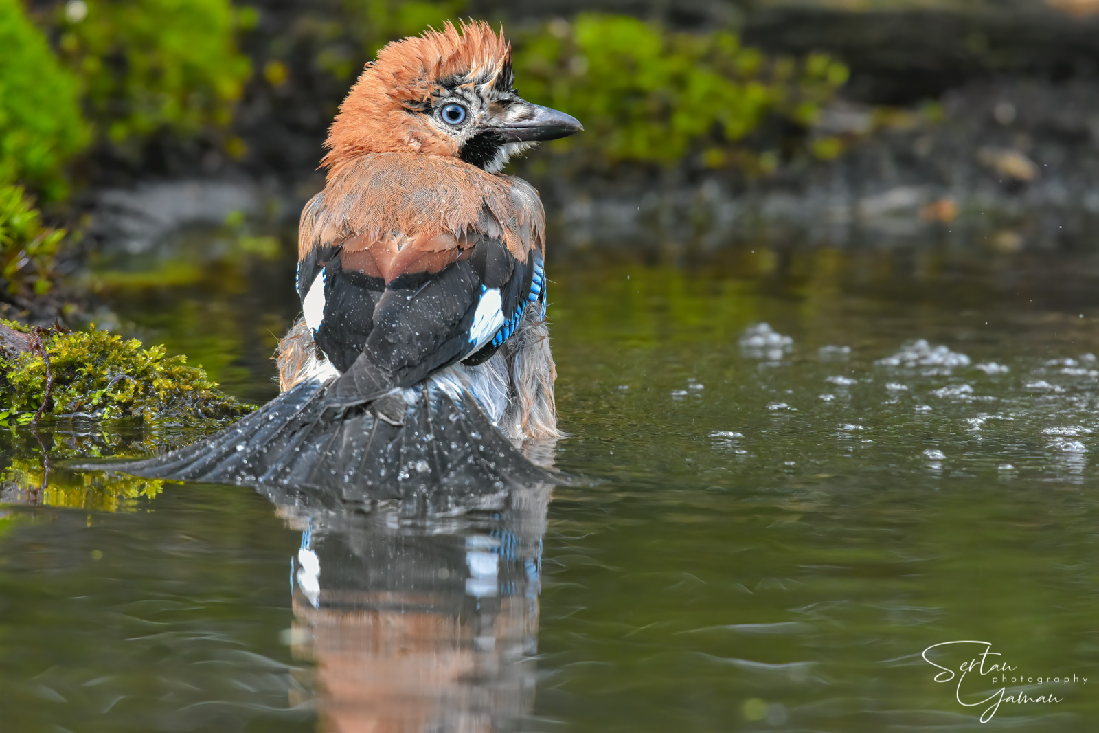 Jay bird in a bath