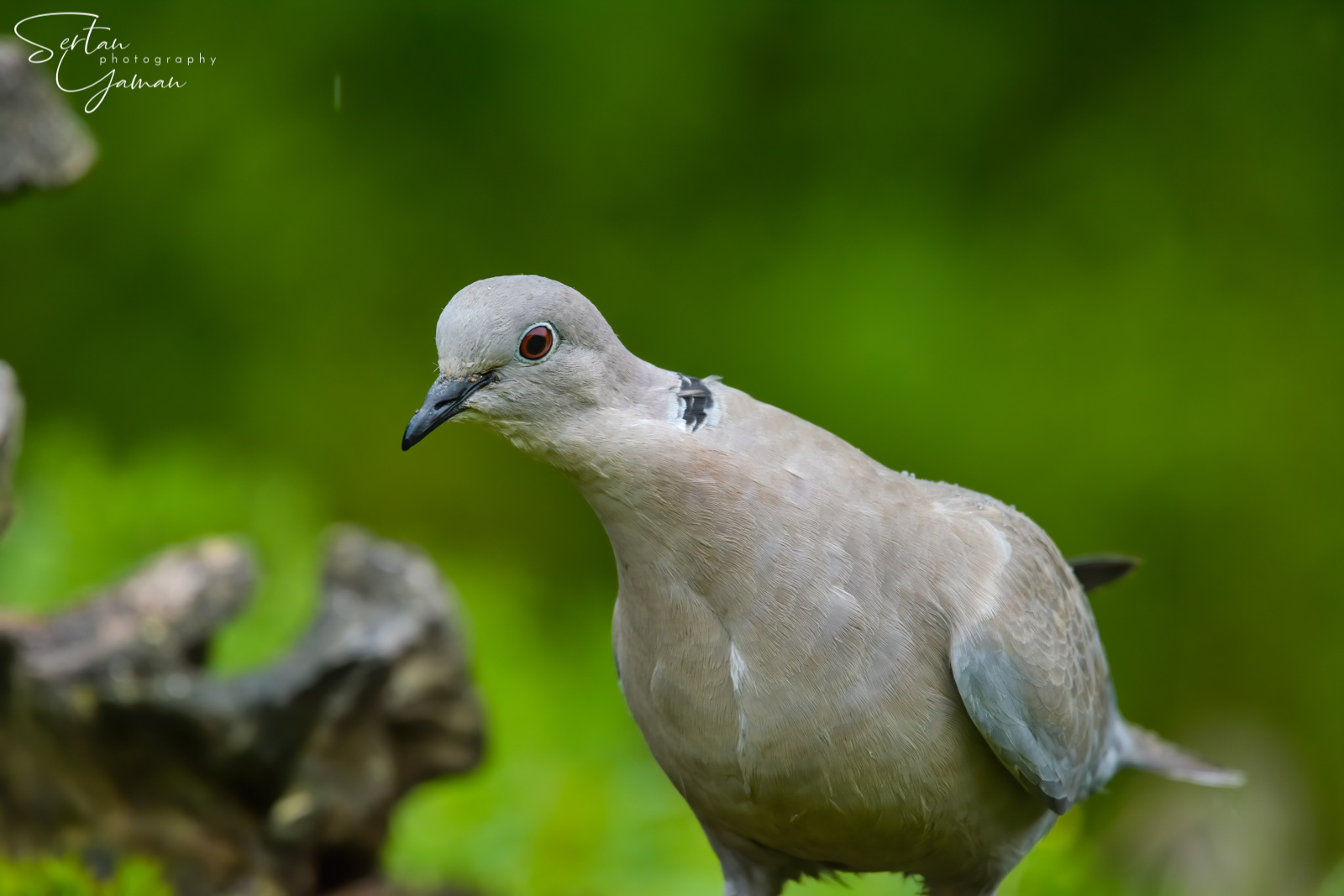 Curious Turkish dove