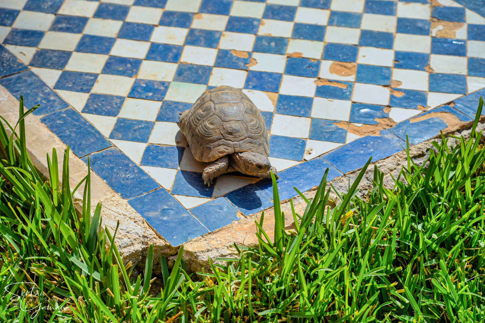 Turtle in King Tombs in Marrakesh, Morocco | sertanyaman.com photography