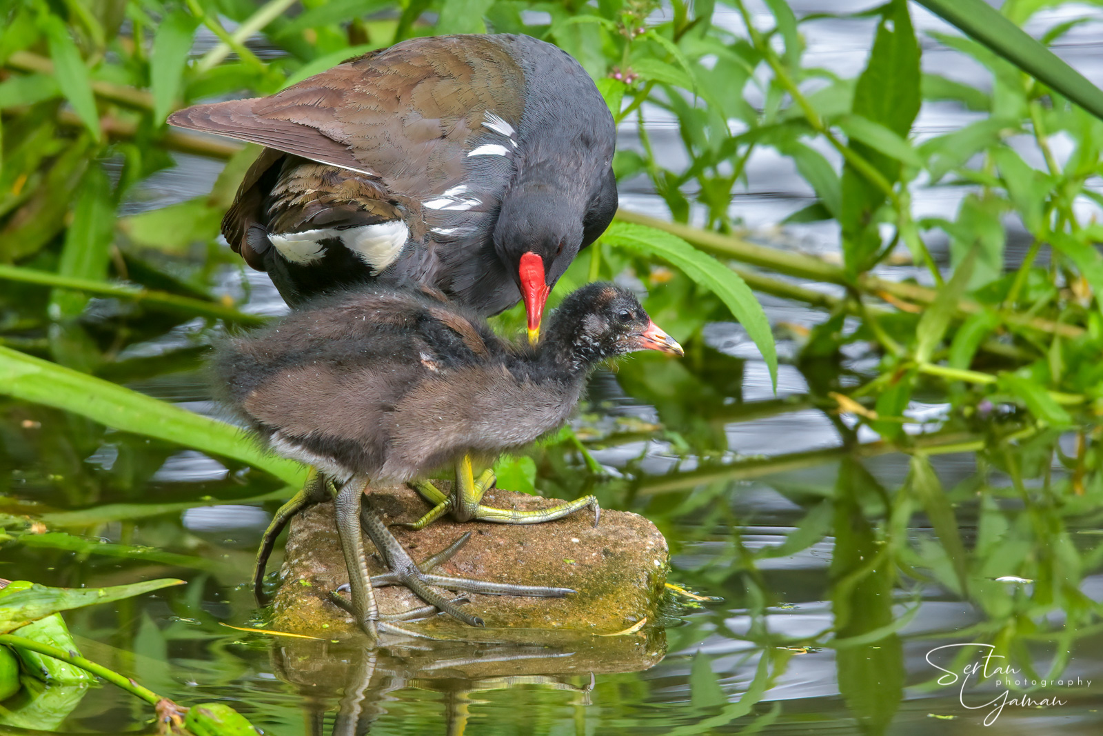 Moorhen parental care