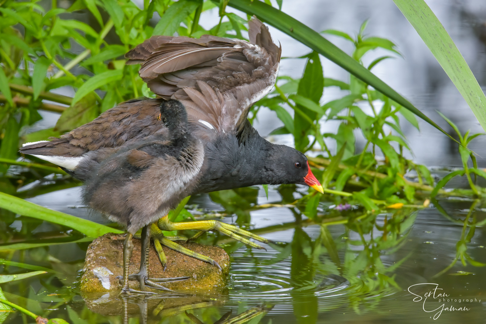 Moorhen parental care