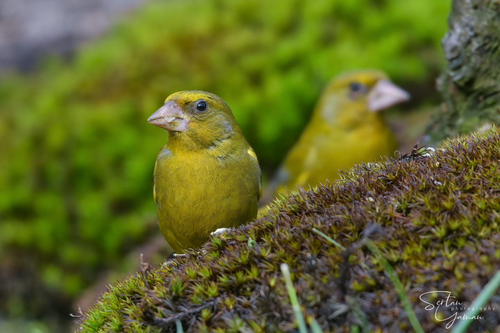 European greenfinch