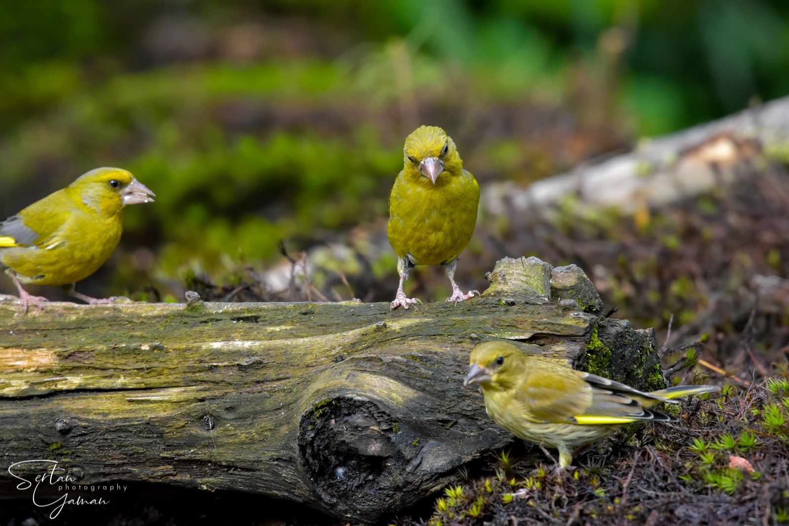 European greenfinch
