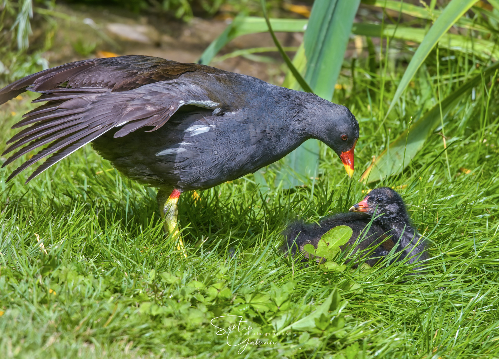 Moorhen parental care