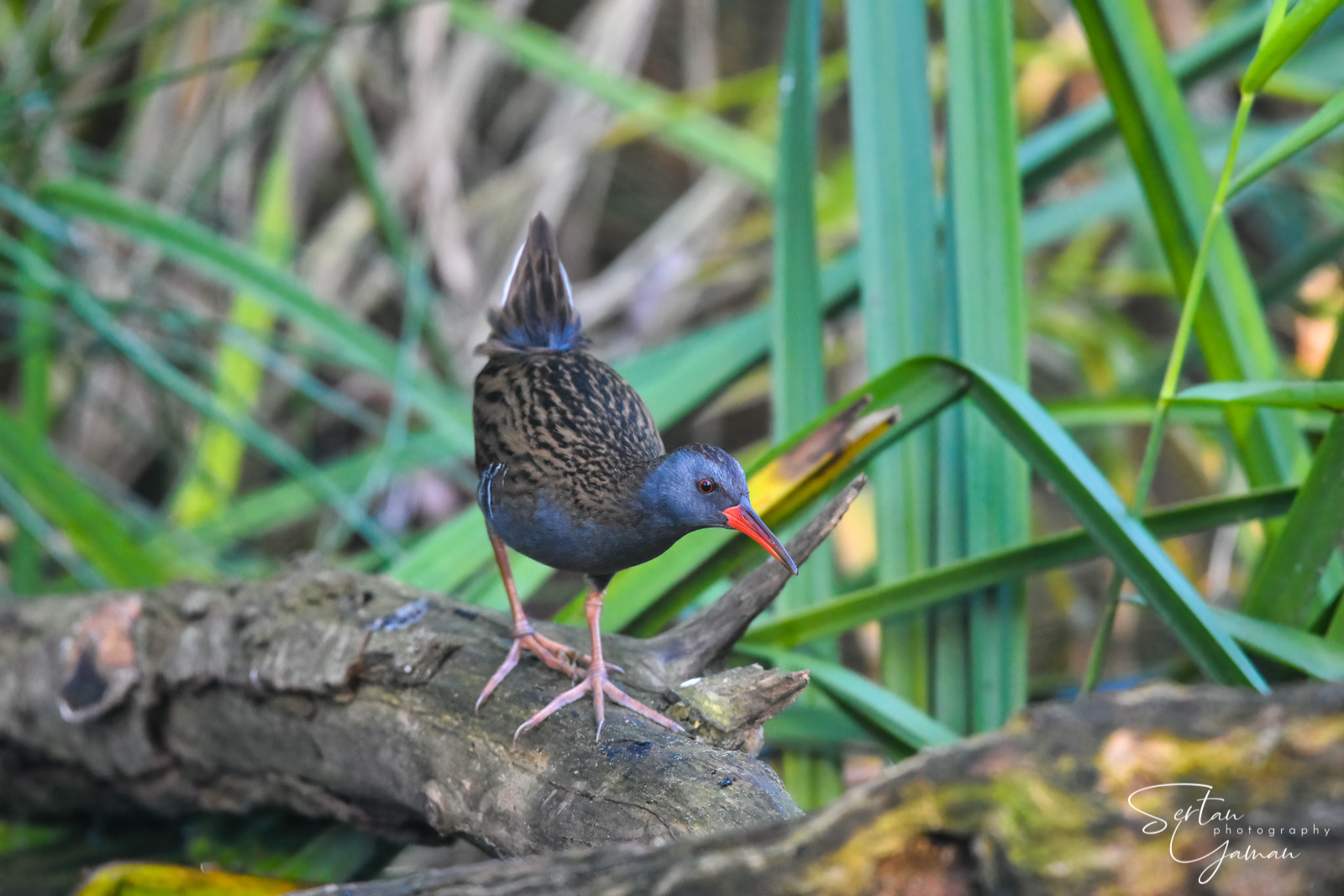 Waterrail