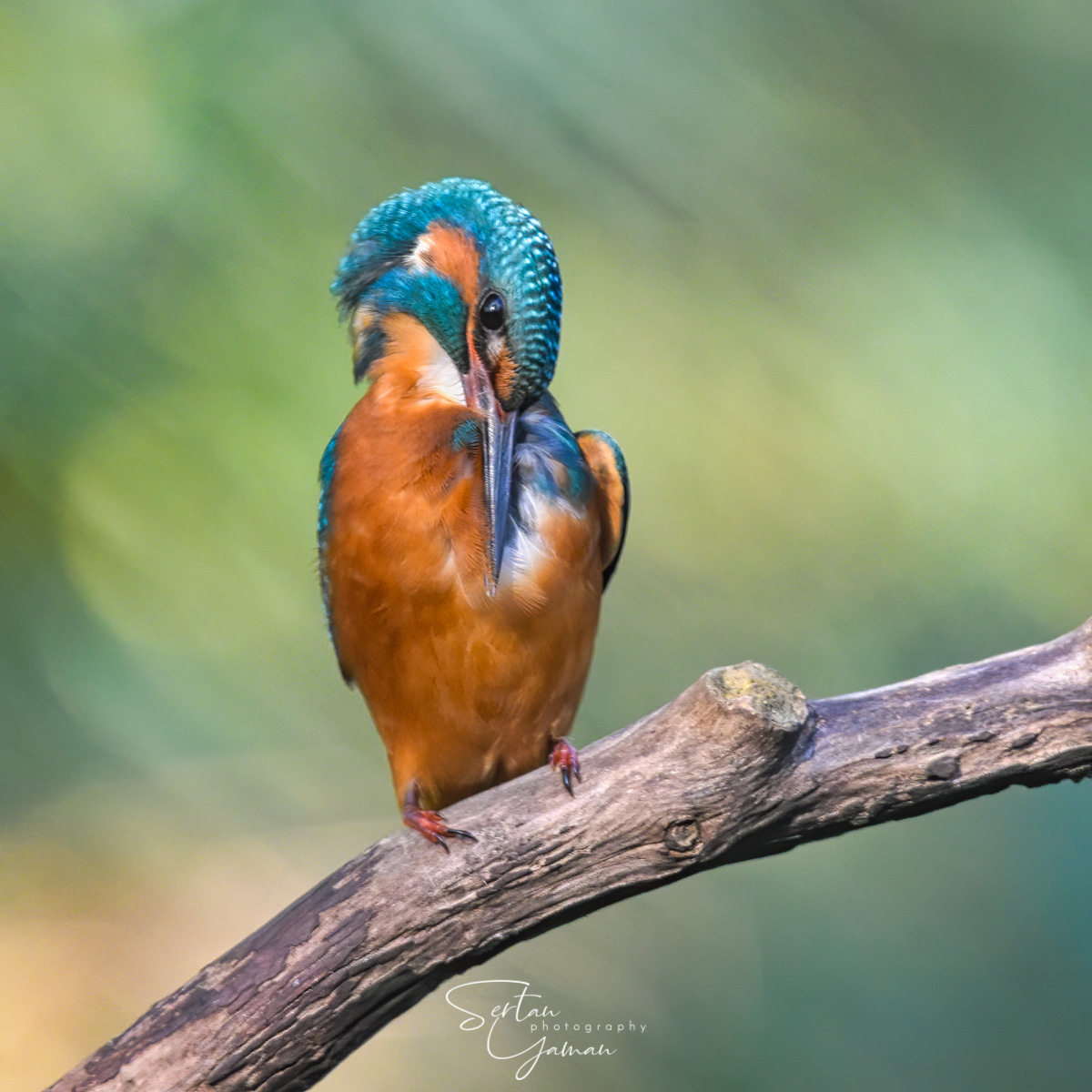 Eurasian kingfisher