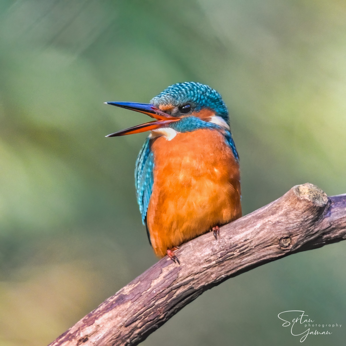 Eurasian kingfisher