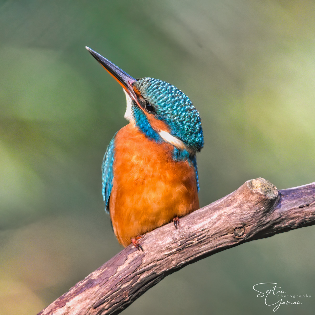 Eurasian kingfisher