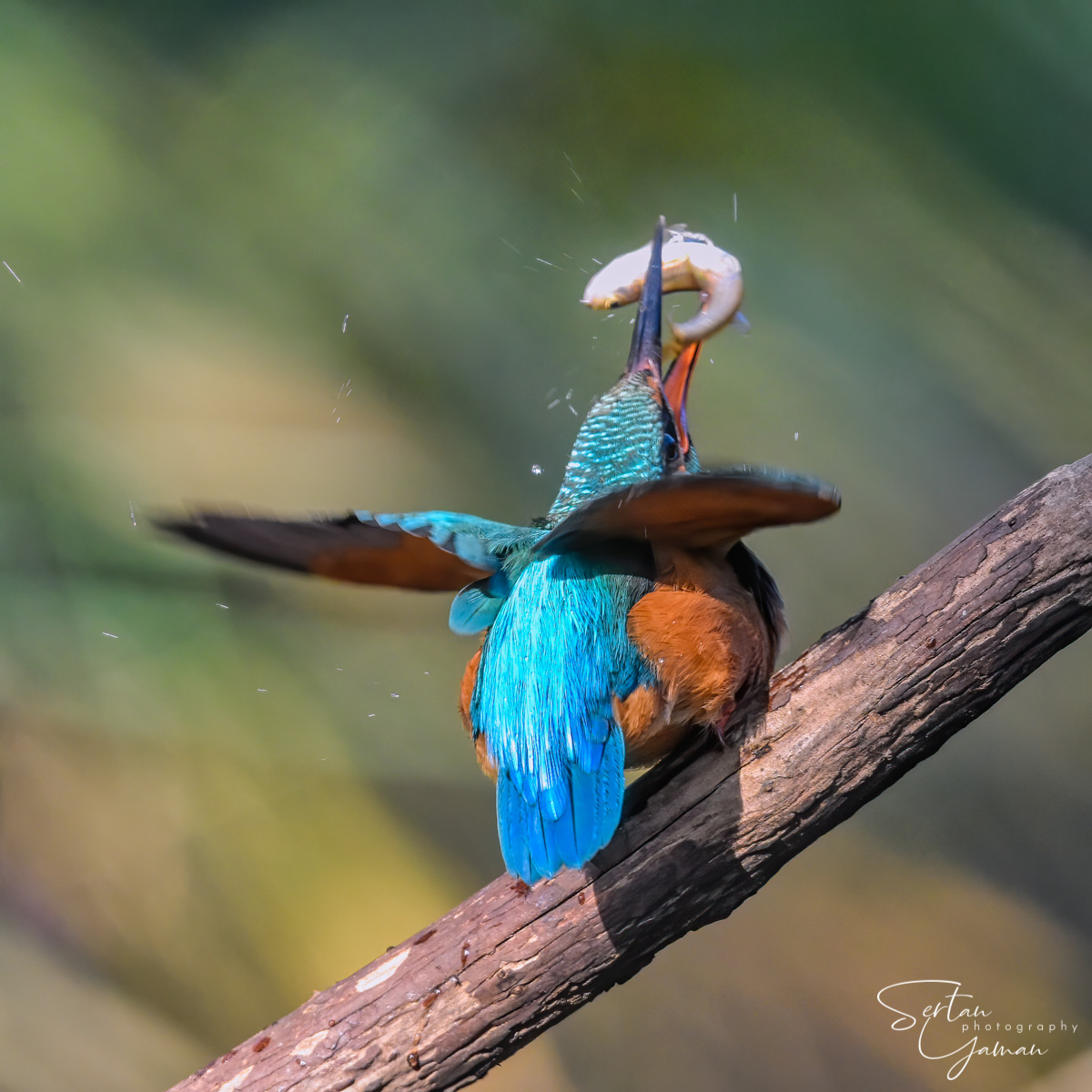 Kingfisher eating her prey