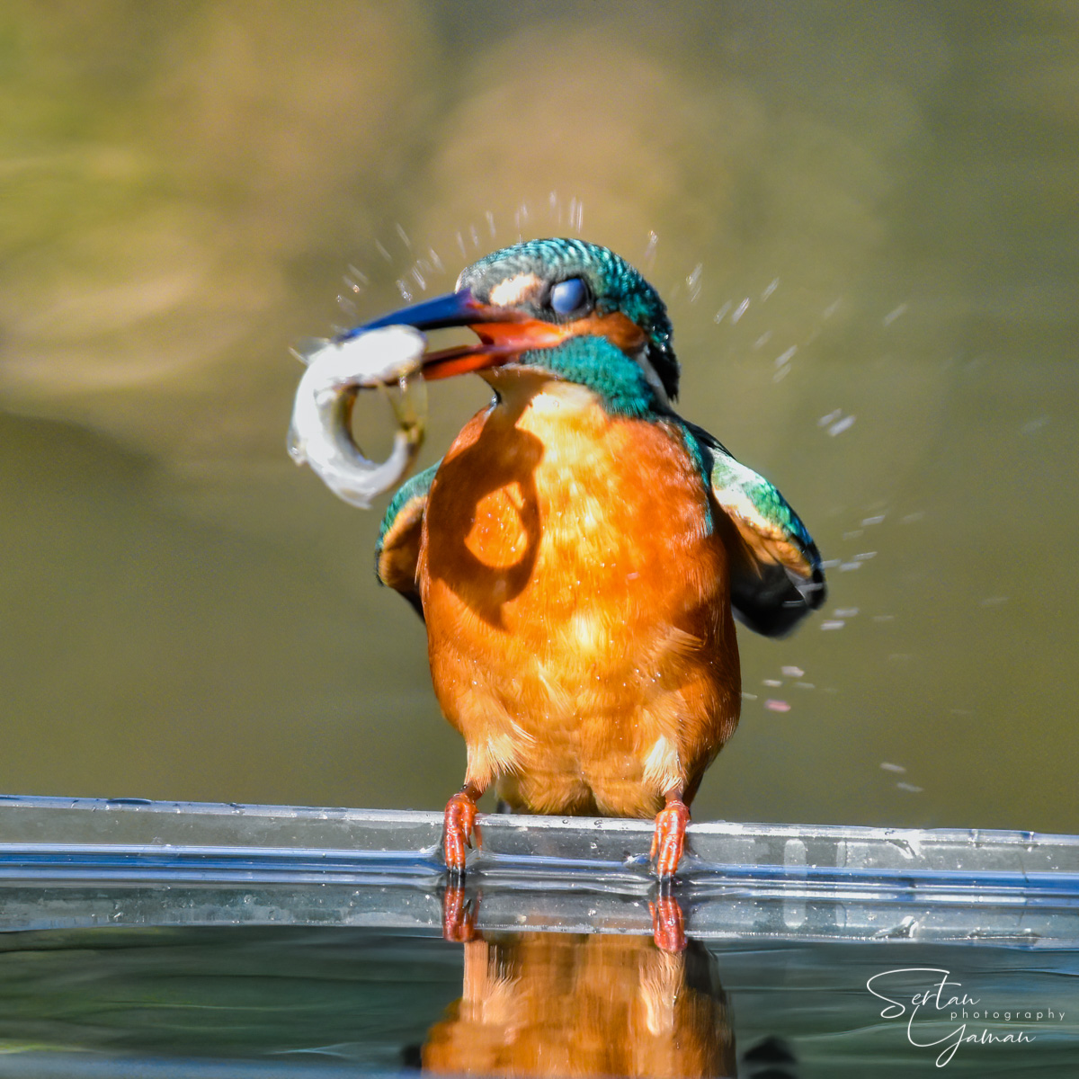 Kingfisher shake