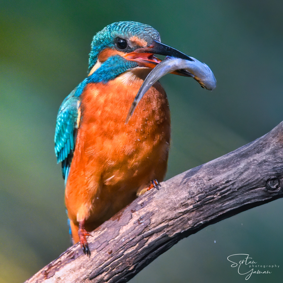 Eurasian kingfisher