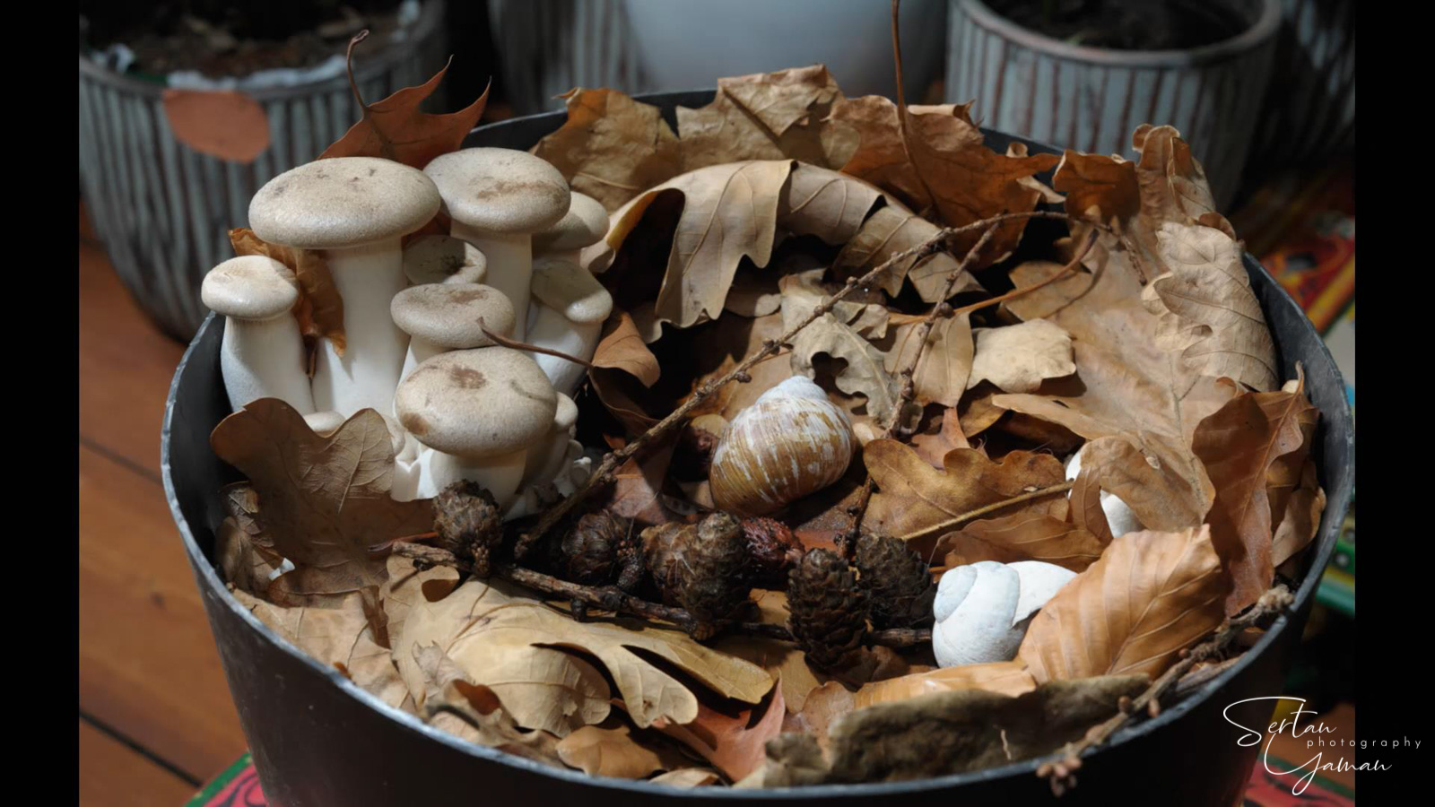 King Oyster mushroom growing timelapse