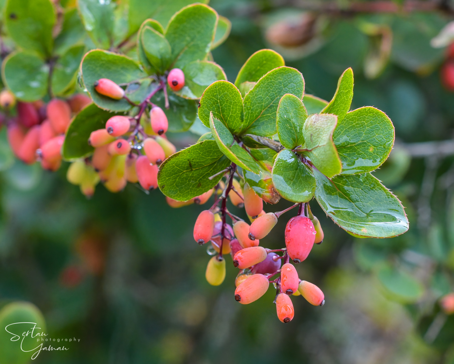 Wild barberries