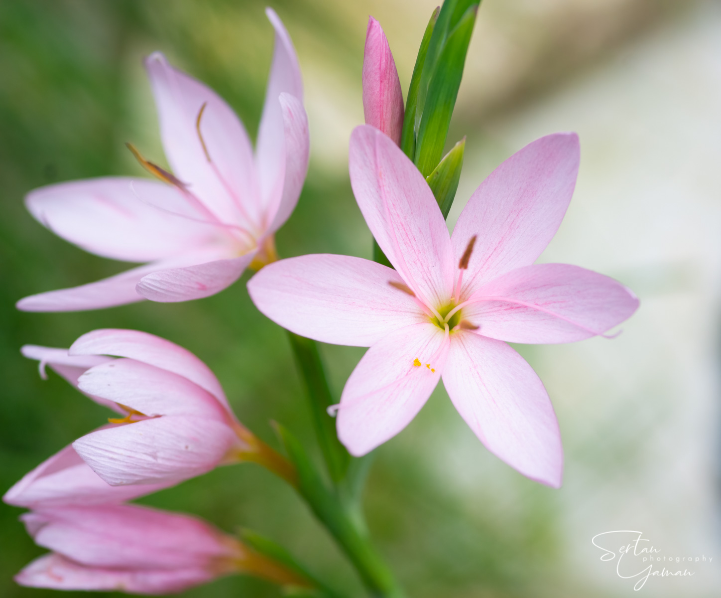 Schizostylis