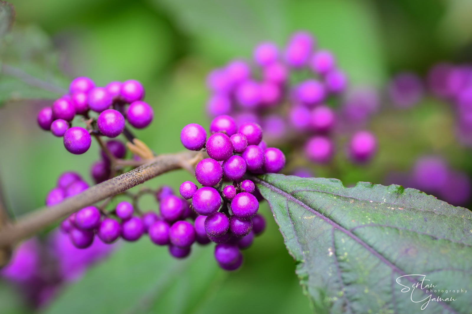 Callicarpa